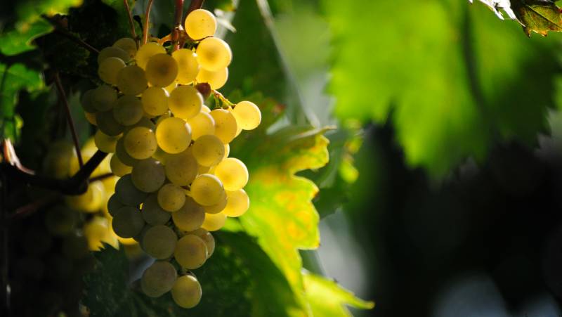 Signature Portugal | Among the Whitewashed Hills