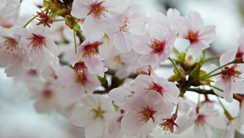 Signature Japan | Through Temples & Time