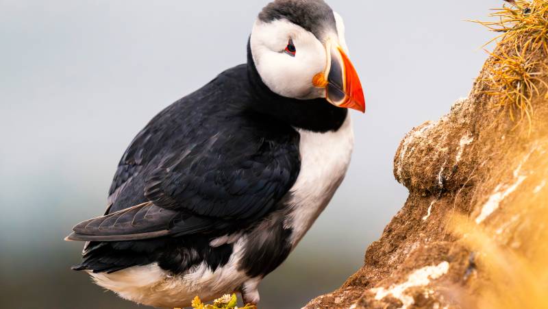 Iceland Circumnavigation: Mountains, Volcanoes and Waterfalls