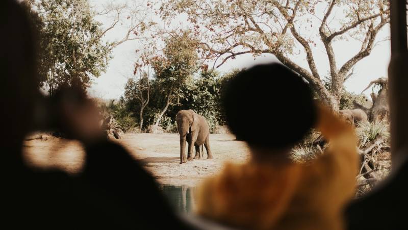 Essential Kruger Safari – Family Adventure