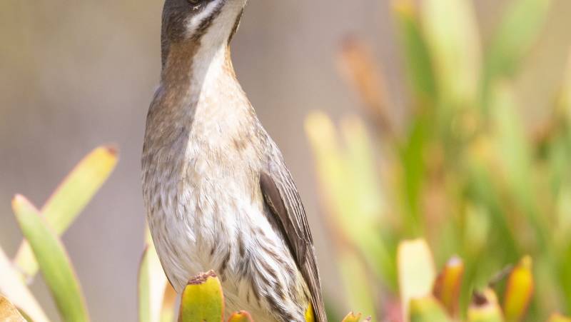 Signature South Africa | Winelands & Wild Shores