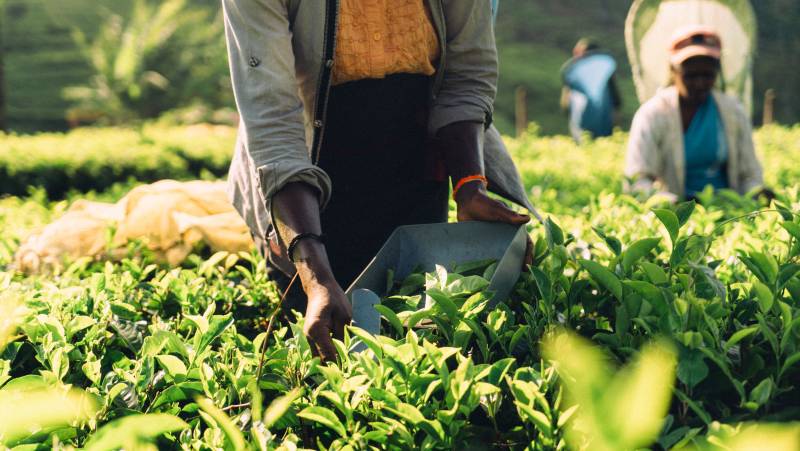 Signature Sri Lanka | The Island of Serendipity