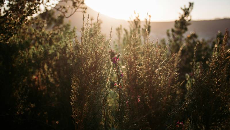 Signature South Africa | Winelands & Wild Shores