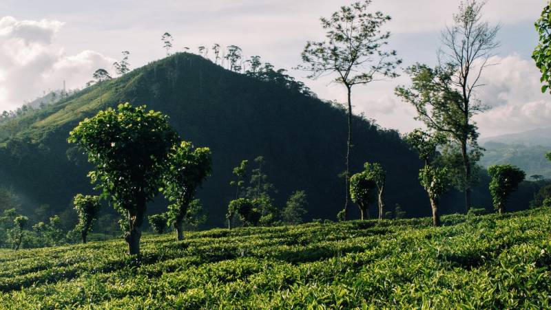 Signature Sri Lanka | The Island of Serendipity