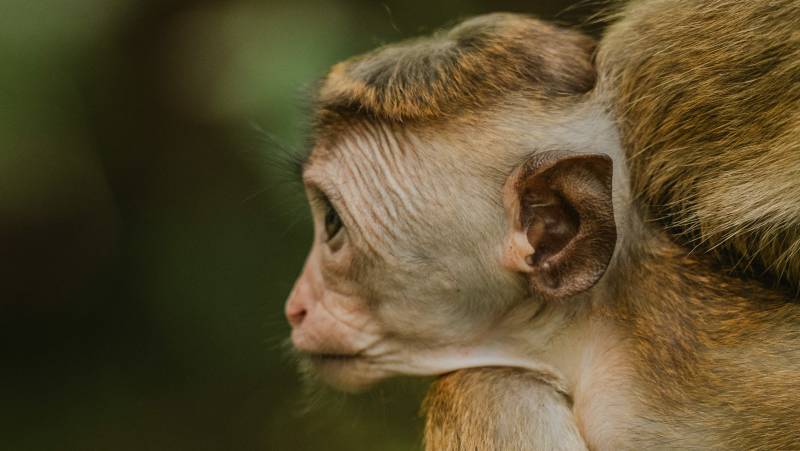 Signature Sri Lanka | The Island of Serendipity