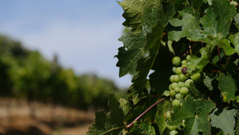 Signature South Africa | Winelands & Wild Shores