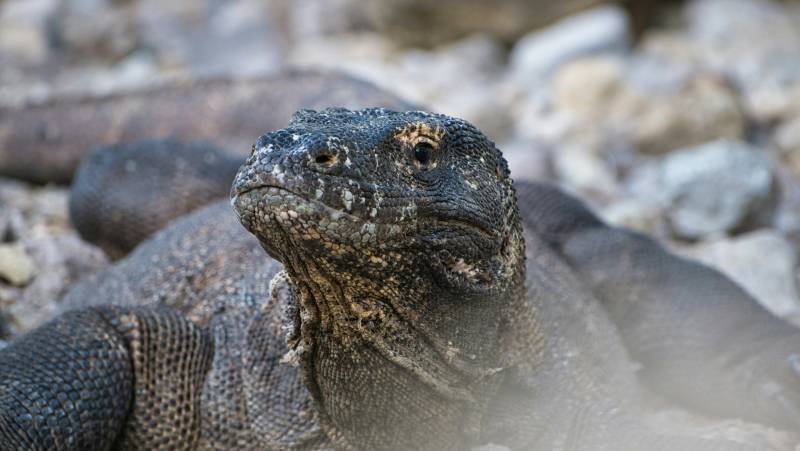 Signature Indonesia | The Sacred Wild Isles