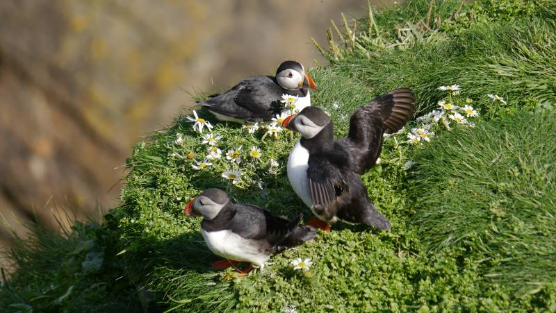 Scotland to Spitsbergen: Puffins, Sea Ice and Wildlife