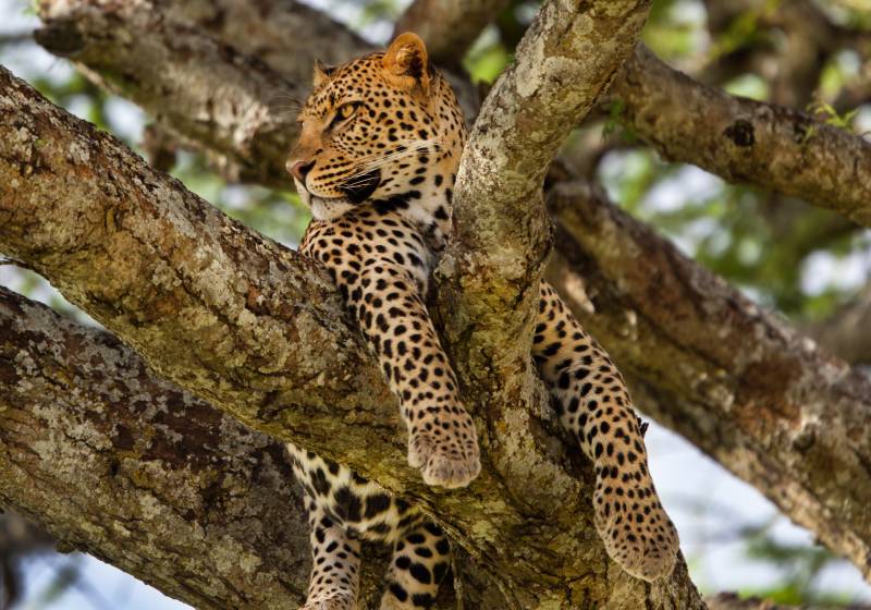 Big Leopard In The Tree Serengeti Tanzania