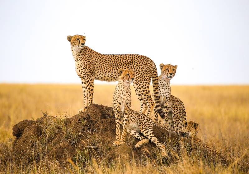 Group of Cheetah Serengeti National Park Tanzania Safari