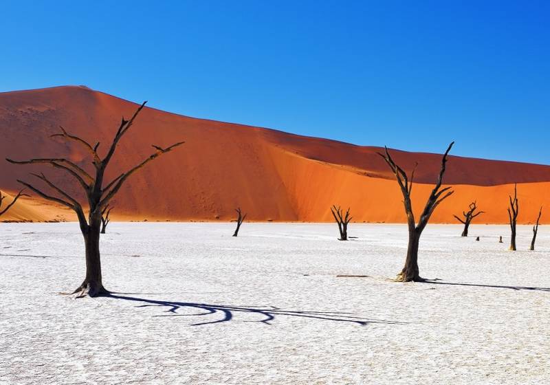 Tote Kameldornbäume vor den roten Dünen und blauem Himmel in Deadvlei, Sossusvlei, Namib Naukluft Nationalpark