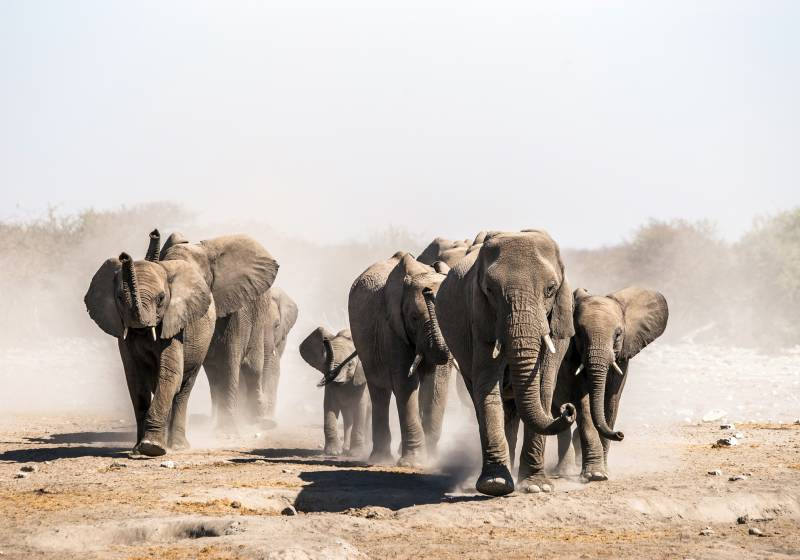 Gruppe von Wüstenelefanten auf ihrem Weg zu einem Wasserloch im Etosha Nationalpark Namibia