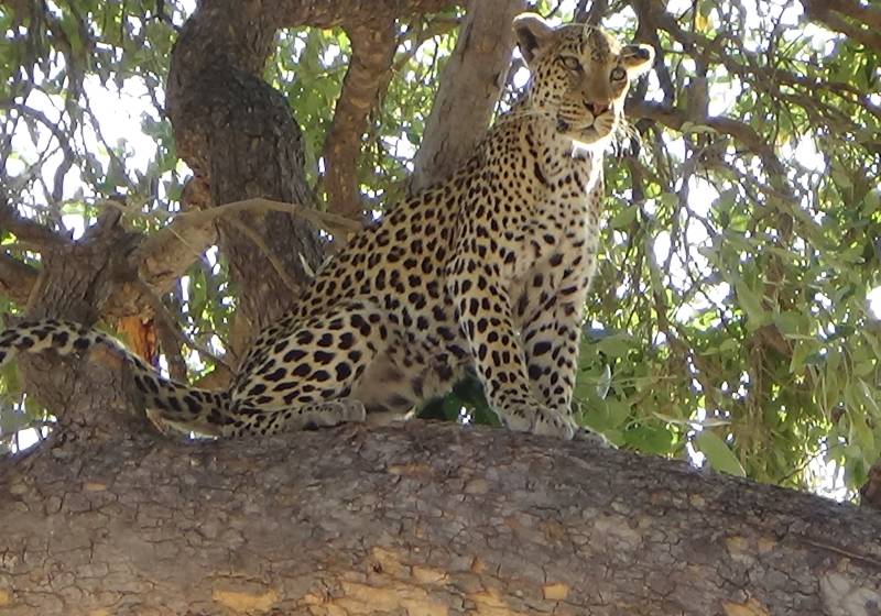 Leopard perched on a large tree branch, gazing alertly into the distance, surrounded by leafy branches in an African safari setting.