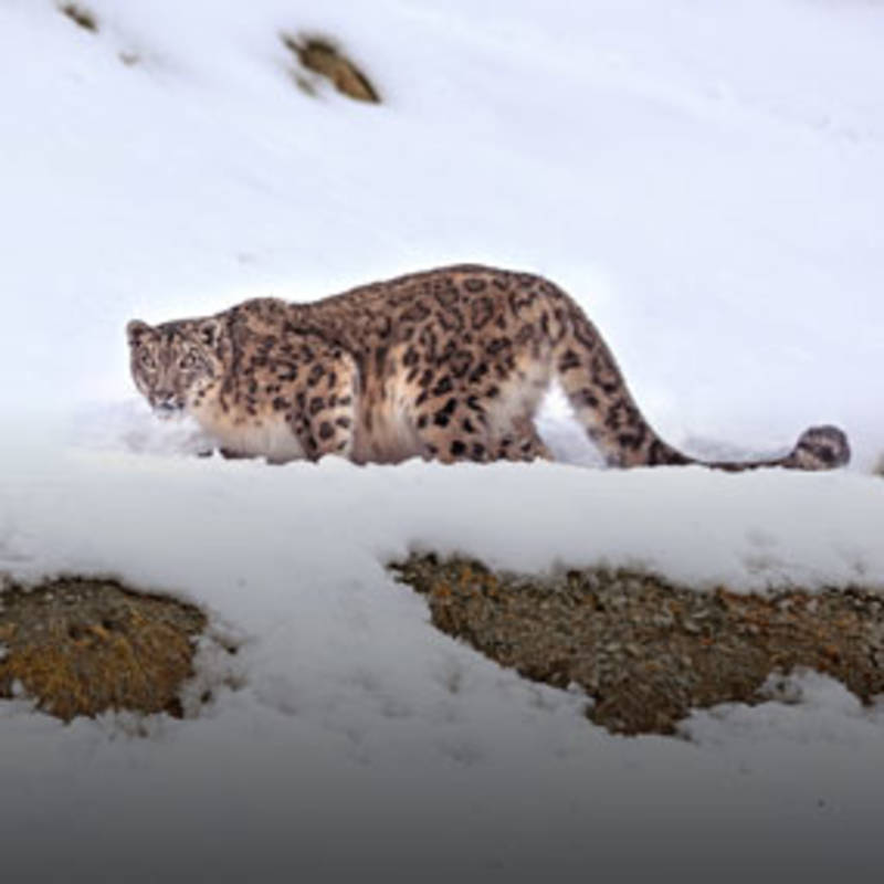 Snow Leopard