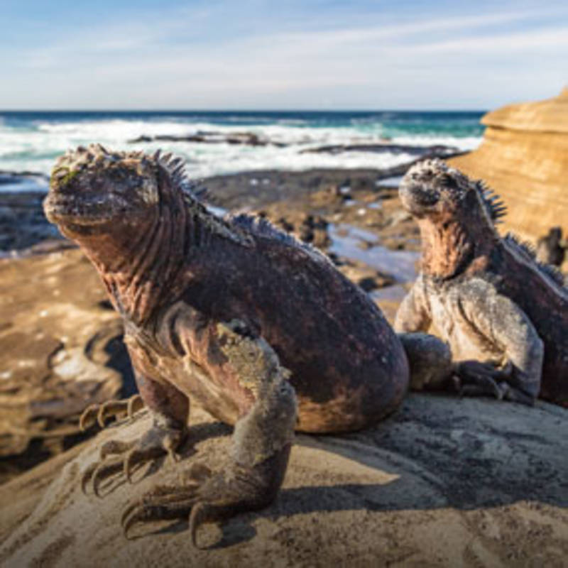 Galapagos Wildlife