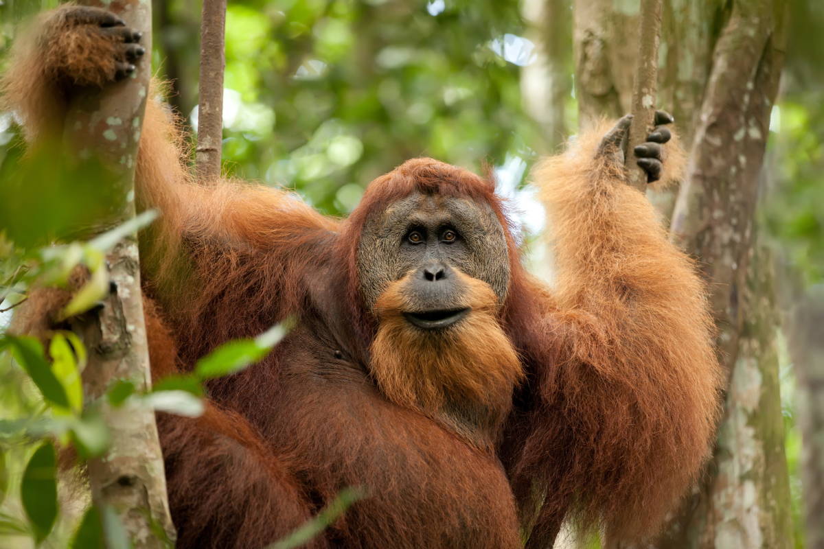 Orangutan Bukit Lawang