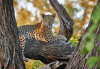 Botswana Tour