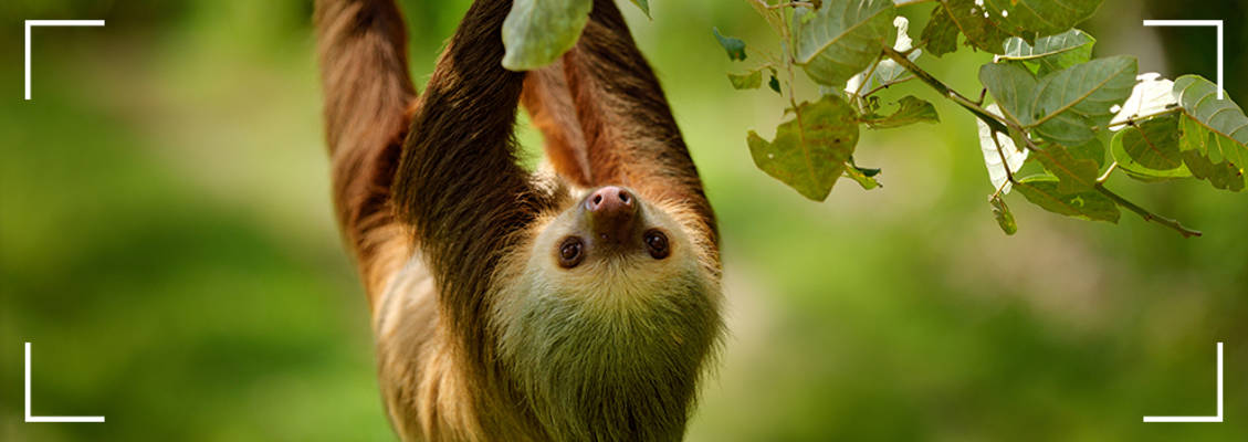 Costa Rica Sloth