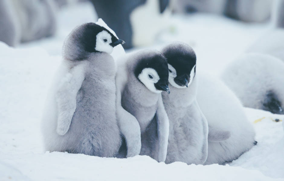 Emperor Penguin Quest: Expedition to Snow Hill