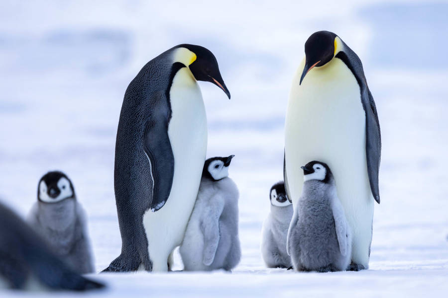 Emperor Penguin Quest: Expedition to Snow Hill