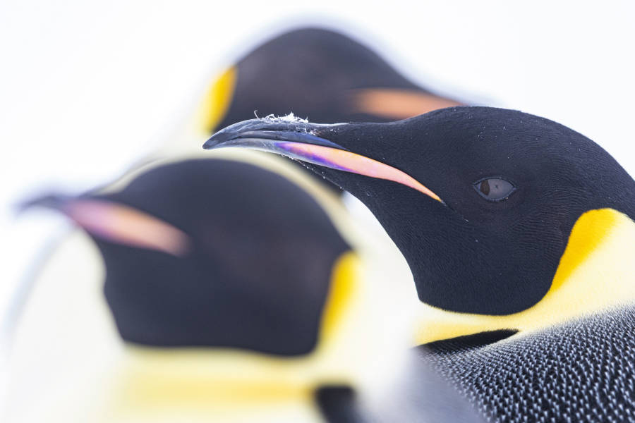 Emperor Penguin Quest: Expedition to Snow Hill