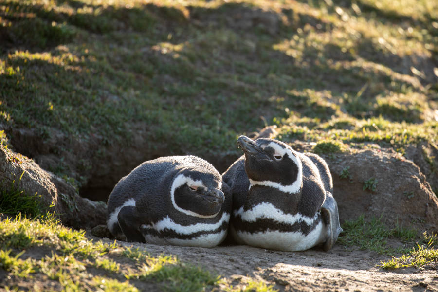 The Falkland Islands (Islas Malvinas)