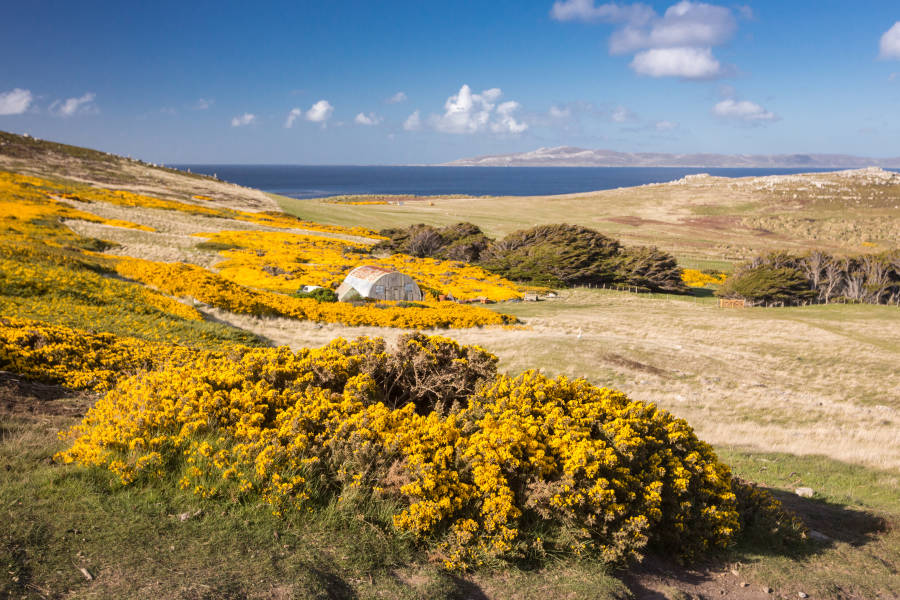 The Falkland Islands (Islas Malvinas)