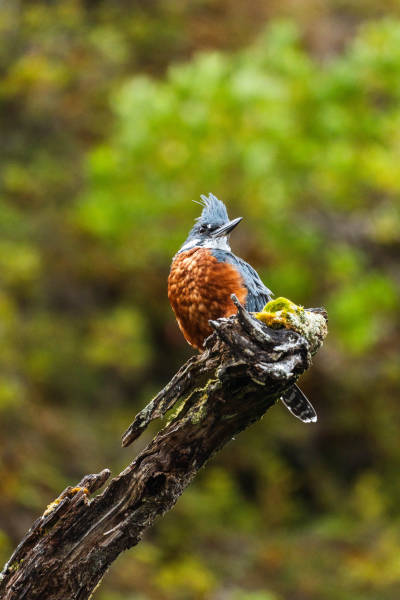 Patagonia