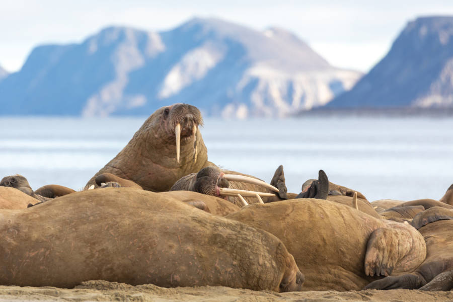 [Hero] Svalbard Explorer: Best of High Arctic Norway