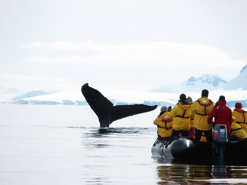 Passengers in a zodiac view a whale in Antarctica