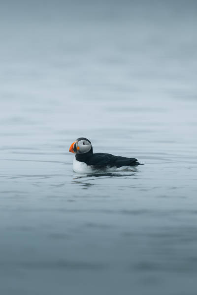 Arctic Expeditions in 2026