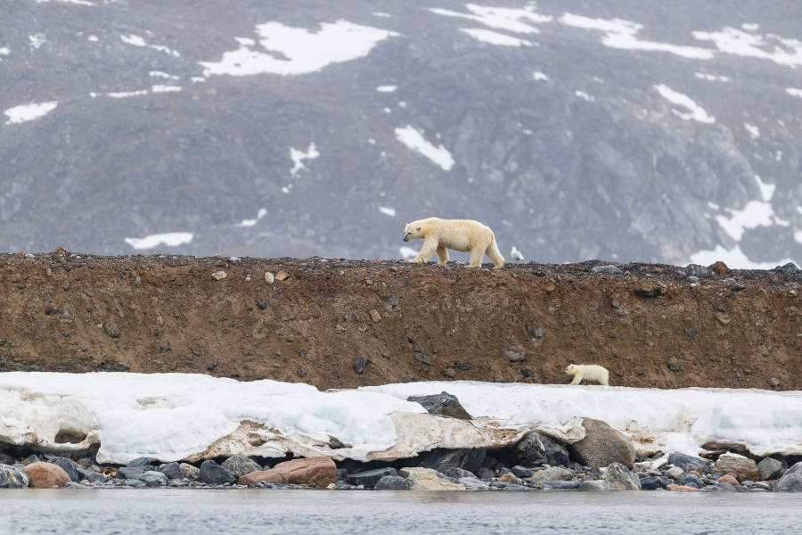 Arctic Expeditions in 2026