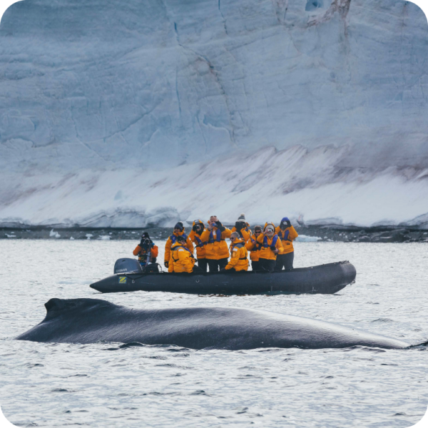 Passengers on a zodiac sailing by a humpback whale