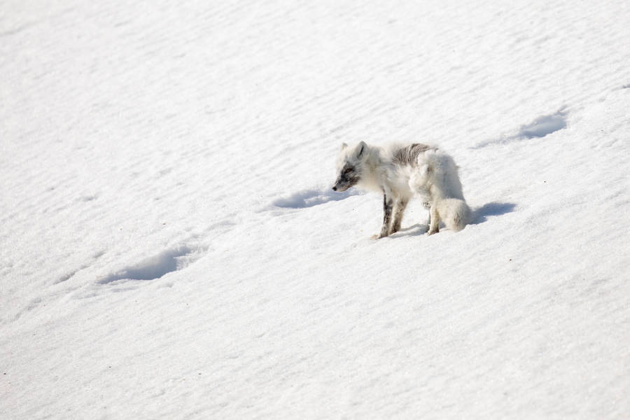 Svalbard in Spring: Sea Ice, Pristine Snow and Wildlife