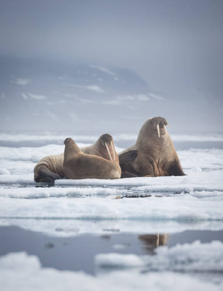 Spitsbergen Highlights: Wildlife Capital of the Arctic