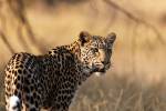 Nahaufnahme eines einzelnen Leopards im Südluangwa Nationalpark Sambia Afrika