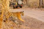 A tiger crossing the safari track inside bandhavgarh tiger reserve during a wildlife safari