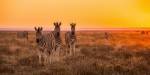 Zebras in Namibia