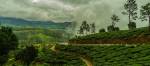 Enchanting Travels India Tours Munnar Tea Plantation during Monsoon India Kerala Asia (1)