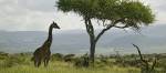 Enchanting Travels Kenya Tours Masai Giraffe stands under acacia tree in Lewa Wildlife Conservancy, North Kenya,