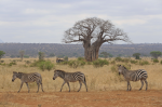 Tanzania