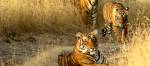 Tigers in Ranthambore National Park India