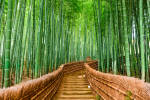 Kyoto, Japan at the Bamboo Forest Asia