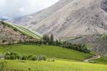 Vineyard in the Elqui Valley of Chile