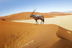 Wandering dune of Sossuvlei, Namibia, Africa