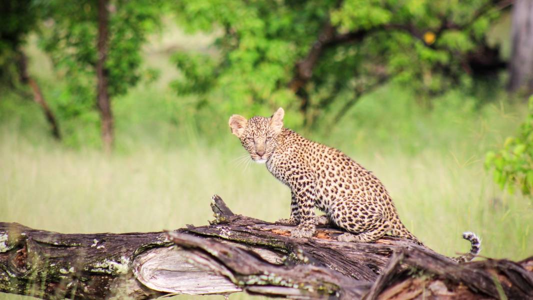 Leopard in Moremi