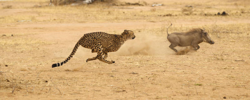Kruger