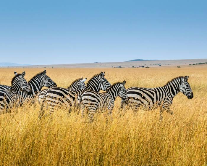 Afrika