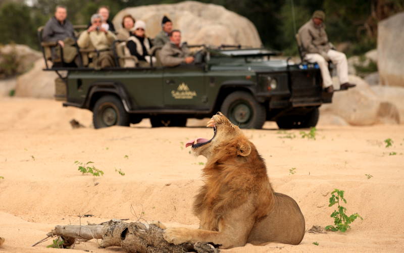 Enchanting-Travels-South-Africa-Tours-Kruger-South-Savanna-Private-Game-Reserve-Lion-Game-Drives