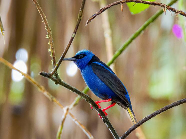 Rotfußhonigsauger Costa Rica